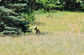 whitetail doe exiting a field of alyssum