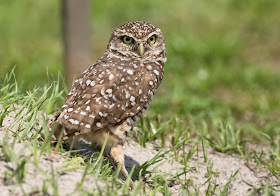 Burrowing Owl - Brian Piccolo Sports Park, Florida