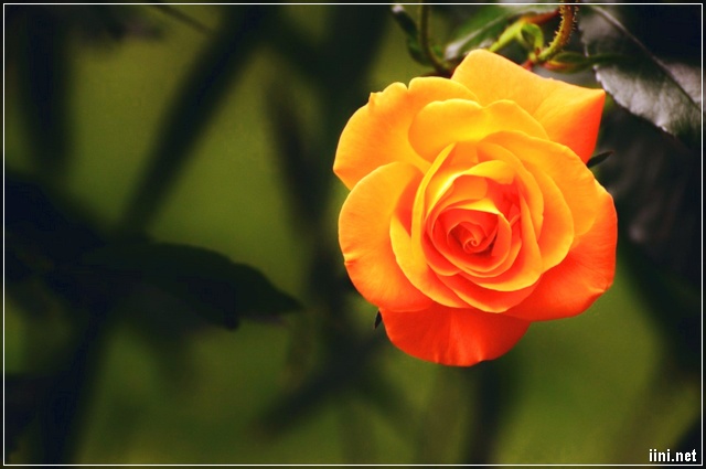 ảnh hoa hồng đẹp