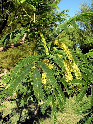 Anchico colorado Parapiptadenia rigida