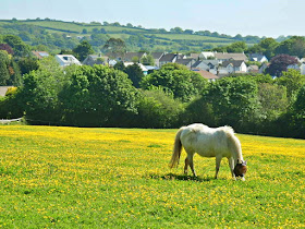 horse, cornwall