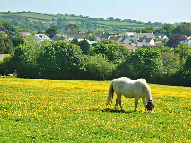 horse, cornwall