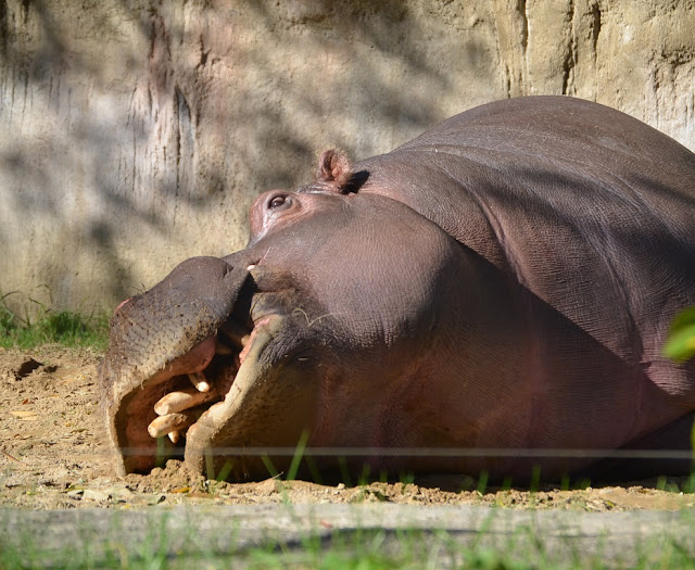 A hippo lies on its right side with mouth partly open.