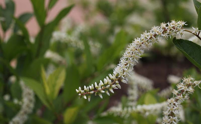 Itea Virginica Flowers