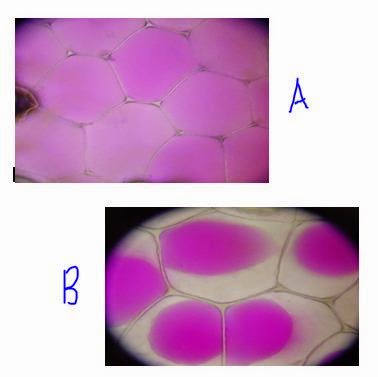 Laporan Praktikum Biologi: Transportasi Membran Sel 