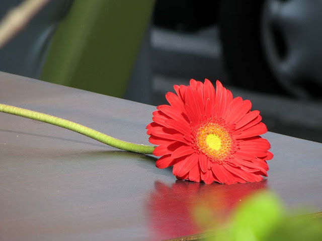 Red flower, table at Le Cristal, Livorno