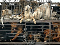 Cães são assados vivos na China para consumo humano