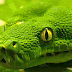 Snakes Defend Themselves with Shape-Shifting Eyes