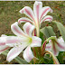 Flowers in Ansari Auditorium, JMI