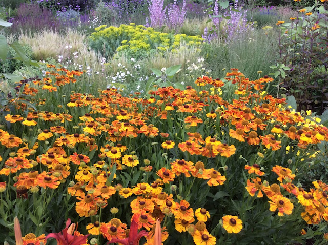 Oranje bloeiende Helenium 'Waltraut'