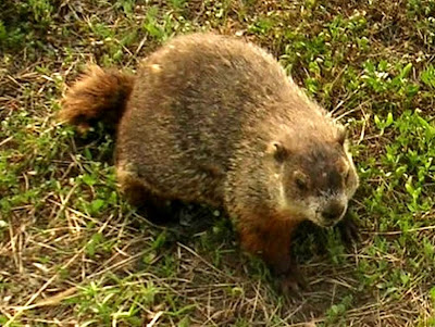 Public Domain Clip Art: Groundhog Day (Marmota monax)