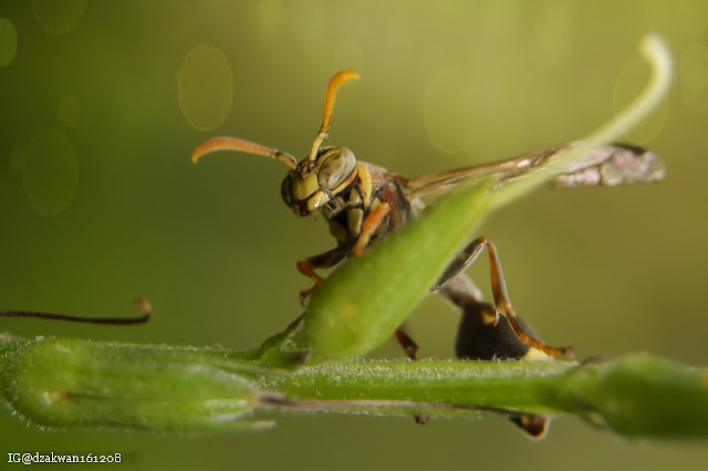 Top 10 Ten Images Macro Photography Part 7 | Wasp edition