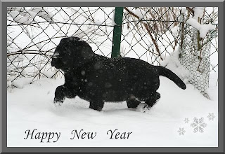 happy new year puppy pictures