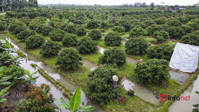 Trồng loại vải chín sớm giá cao ngất ngưởng, nông dân Hải Dương phấn khởi bỏ túi vài chục triệu mỗi sào - Ảnh 6.