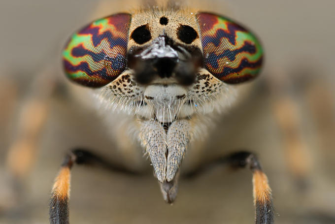 Insectos Sorprendentes