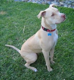 American Pitbull Terrier Puppy