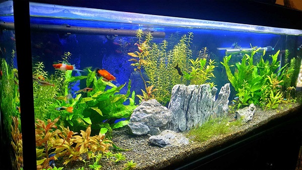 How to setup planted community fish tank at low budget?