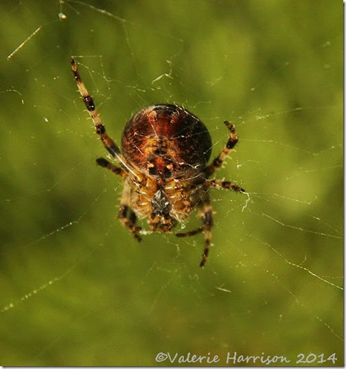 spider