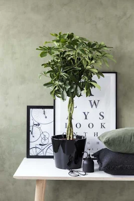 Como utilizar plantas na decoração de interiores