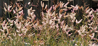 Sandhill Wireweed