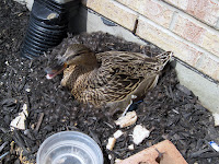 Mallard Duck nesting