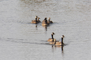 Gaggle of Geese