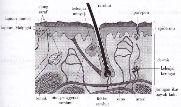 Biologi SMP/ MTs Kelas IX : Sistem Ekskresi Pada Manusia