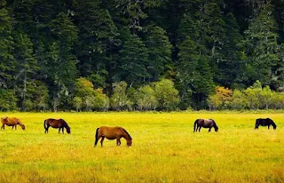 Pudacuo National Forest Park