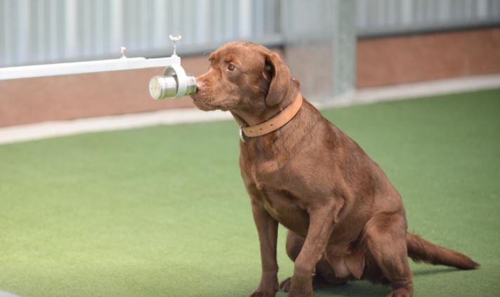 Sniffing dogs can detect COVID-19 in human sweat