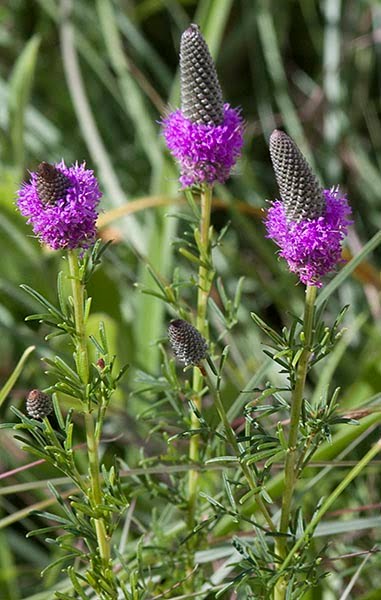 Purple prairie clover (Dalea purpurea)