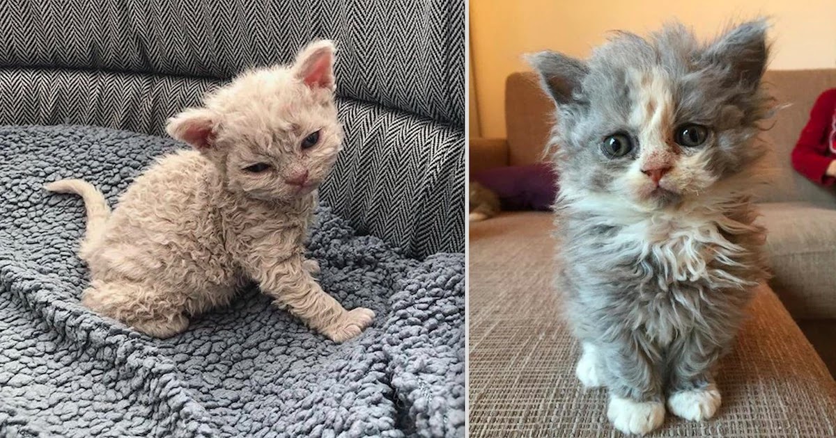Meet This Fantastic Kind Of Kitties: Poodle Cats!