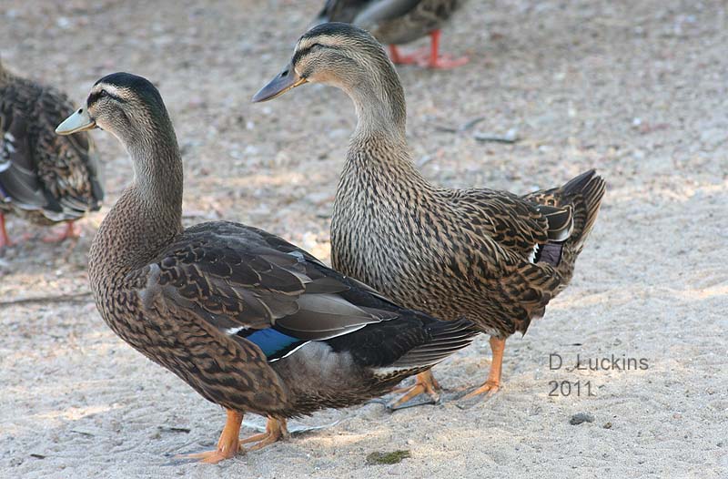 Types Of Ducks