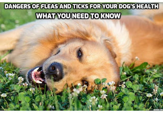 Fleas and ticks aren't just a nuisance for your furry friend – they can also pose significant health risks. Understanding the dangers of fleas and ticks for your dog’s health is crucial for protecting your dog's well-being.    #DogHealthMatters, #FleaAndTickAlert, #ProtectYourPup, #TickPreventionTips, #FleaFreeFido, #HealthyDogHappyDog, #TickAwareness, #FleaInfestation, #DogWellnessTips, #TickBitePrevention, #FleaAndTickSeason, #DogCare101, #TickborneDiseases, #FleaTreatmentOptions, #DogHealthAwareness, #TickControlMeasures, #FleaFreeHome, #DogOwnerTips, #TickSafetyTips, #FleaAndTickProtection,