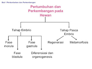 Tahapan Pertumbuhan dan Perkembangan Pada Hewan Lengkap