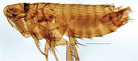 http://sciencythoughts.blogspot.co.uk/2013/04/a-new-species-of-flea-from-philippines.html