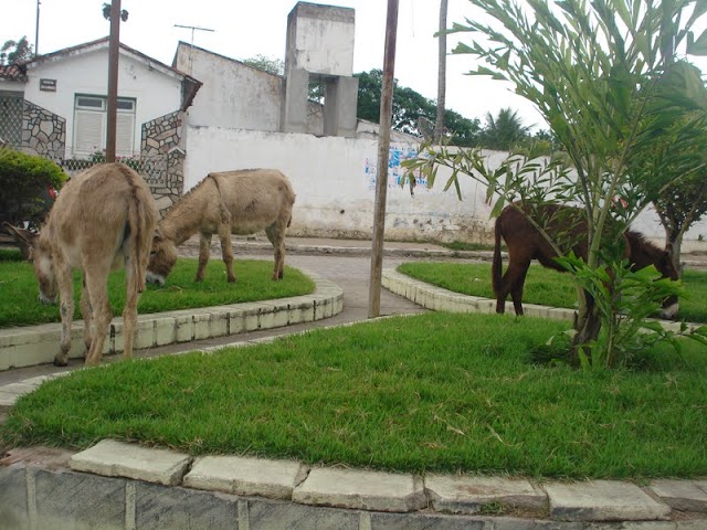 BOM CONSELHO, O PARAISO ENCANTADO DOS ANIMAIS