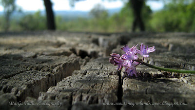 Maria Tadic photography