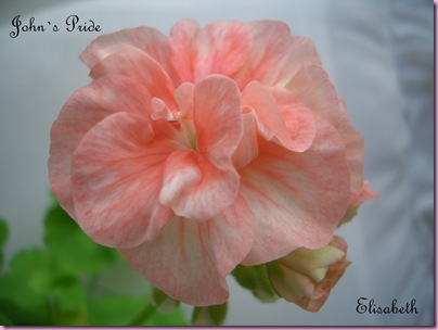Pelargoner 17 juli 09 020