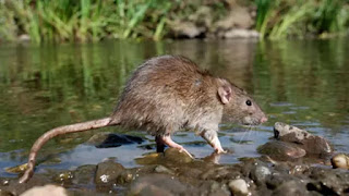 Penyebab Leptospirosis