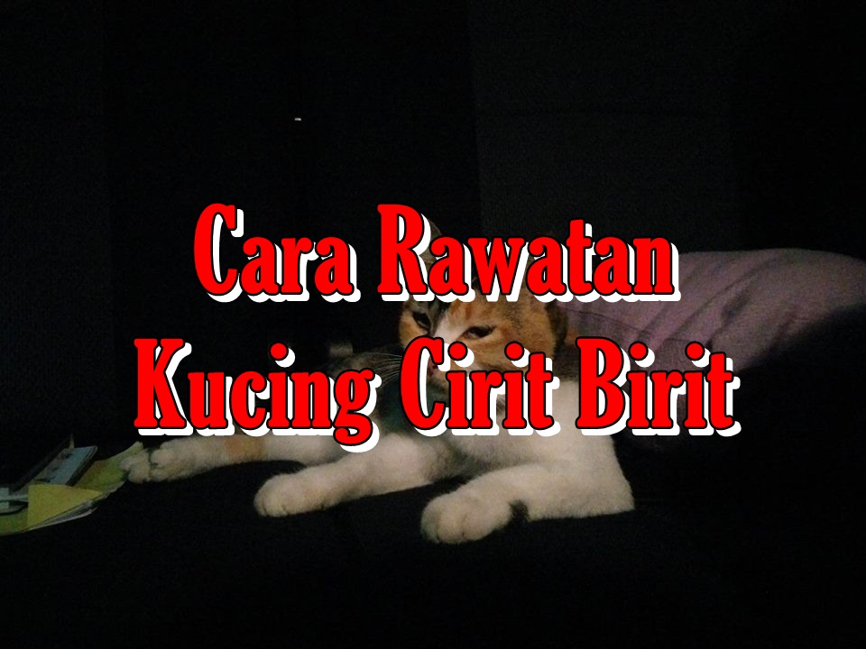 Cara Rawatan Kucing Cirit Birit - Nurfuzie.com