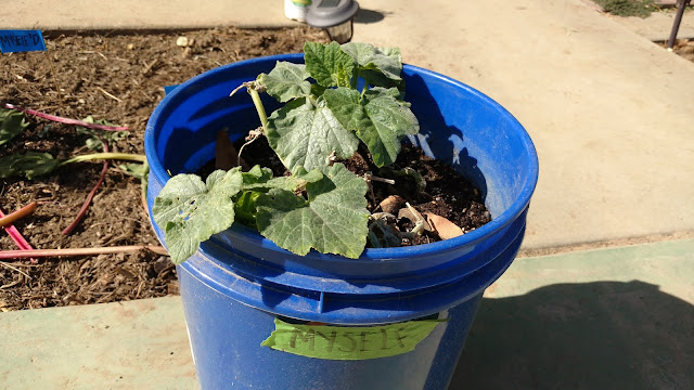 STEP 21&22&23: coil vine in bucket; bury non leafing parts; water and wait.