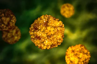 Enterovírus, um grupo de vírus RNA, incluindo Echoviruses, Coxsackieviruses, Rhinoviruses e outros