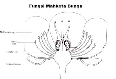  bukan hanya oleh manusia tetapi juga hewan 3+ Fungsi Mahkota Bunga pada Tanaman