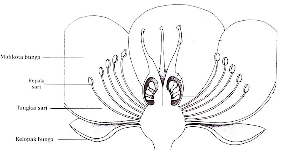 3+ Fungsi Mahkota Bunga pada Tanaman