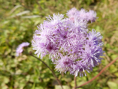 √ダウンロード 紫 花 324329-紫花苜蓿