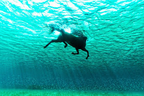 Schwimmendes Pferd: Mein Bild des Tages