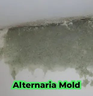 Alternaria Mold On the Wall