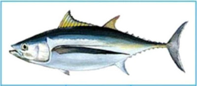 Ikan Tuna Albakor (Albakora) 