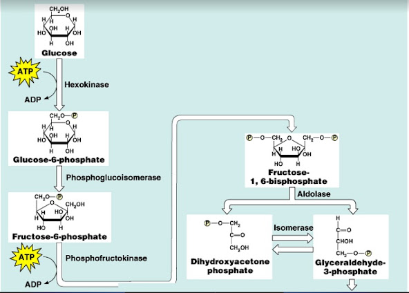 BIOLOGI GONZAGA July 2022