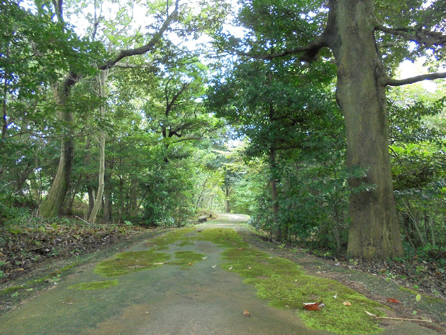 弥生の森の遊歩道